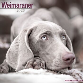 Calendário 2026 Weimaraner