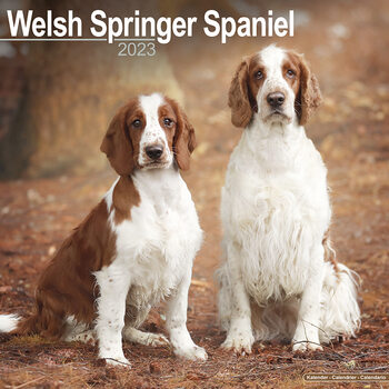 Calendário 2023 Welsh Springer Spaniel