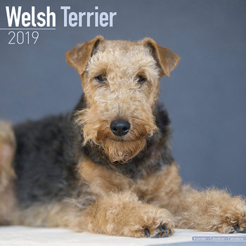 Calendário 2027 Welsh Terrier