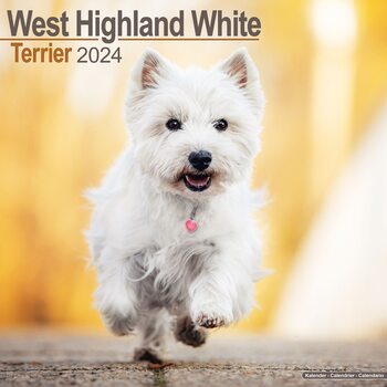 Calendário 2024 West Highland Terrier
