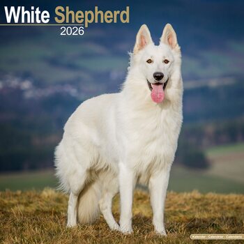 Calendário 2026 White Shepherd