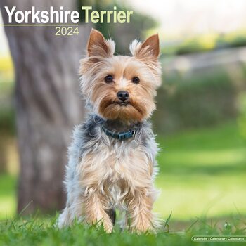 Calendário 2024 Yorkshire Terrier