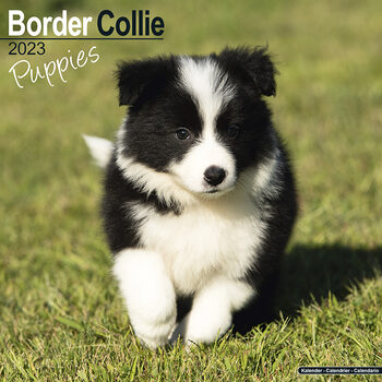 Calendário 2023 Border Collie - Pups