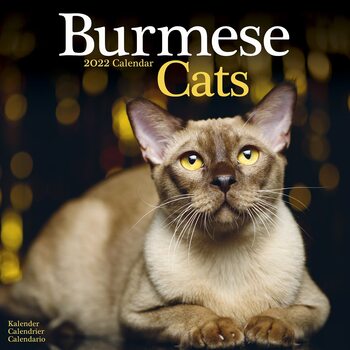 Calendário 2022 Cats - Burmese