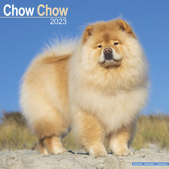 Calendário 2023 Chow Chow