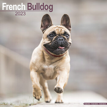 Calendário 2023 French Bulldog