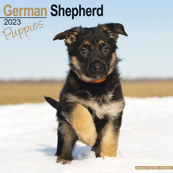 Calendário 2023 German Shepherd - Pups