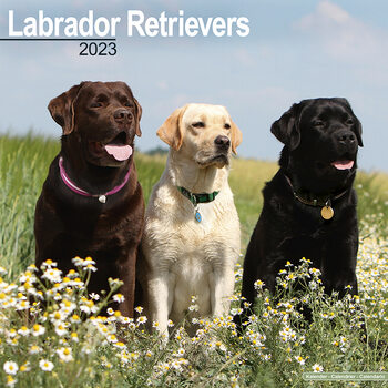 Calendário 2023 Labrador Ret (Mixed)