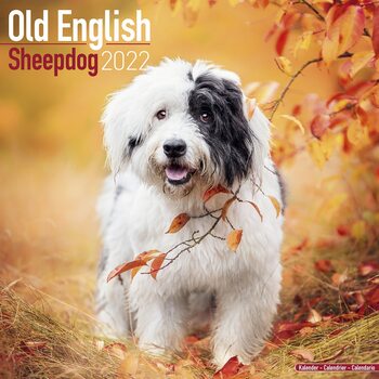 Calendário 2022 Old English Sheepdog
