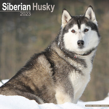 Calendário 2023 Siberian Husky