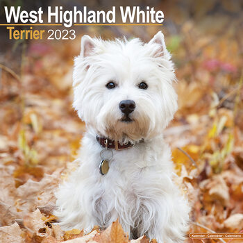 Calendário 2023 West Highland Terrier