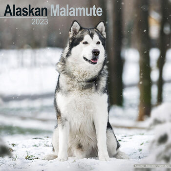 Календар 2027 Alaskan Malamute