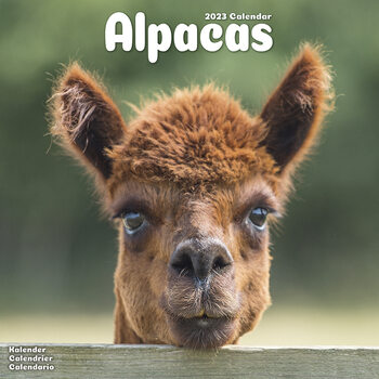 Календар 2027 Alpacas