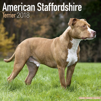 Календар 2027 Amer. Staff Terrier