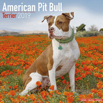 Календар 2027 American Pit Bull Terrier