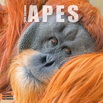 Календар 2027 Apes