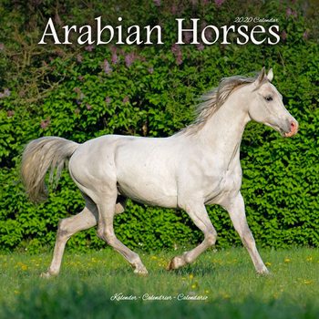 Календар 2027 Arabian Horses