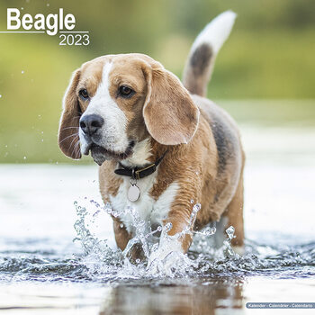 Календар 2027 Beagle