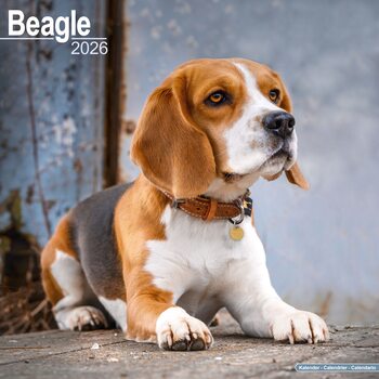 Календар 2026 Beagle
