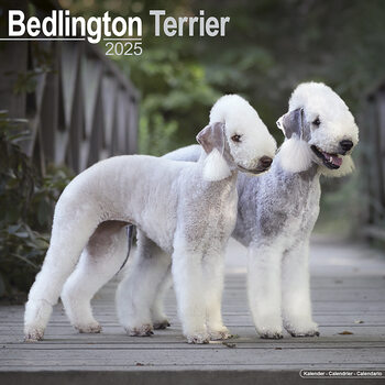 Календар 2027 Bedlington Terrier