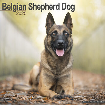 Календар 2027 Belgian Shepherd Dog