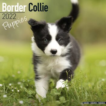 Календар 2027 Border Collie - Pups