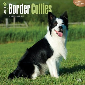 Календар 2027 Border Collies