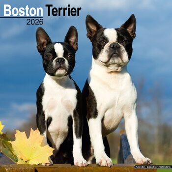 Календар 2027 Boston Terrier