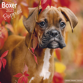 Календар 2027 Boxer - Puppies