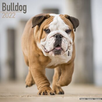 Календар 2027 Bulldog