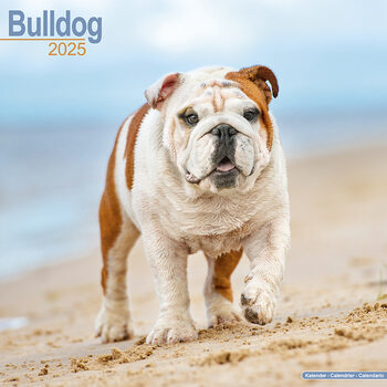 Календар 2027 Bulldog