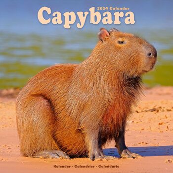 Календар 2027 Capybara