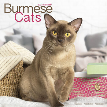 Календар 2027 Cats - Burmese