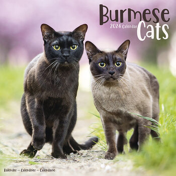 Календар 2027 Cats - Burmese