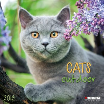 Календар 2027 Cats Outdoors