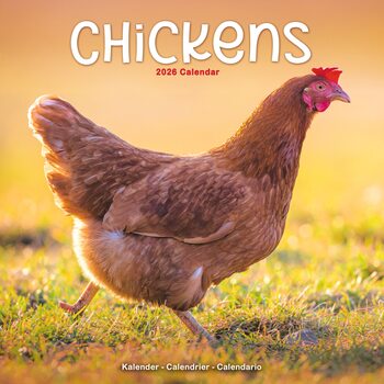 Календар 2027 Chickens
