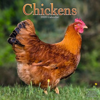 Календар 2027 Chickens