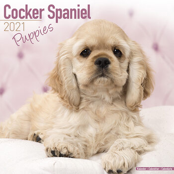 Календар 2027 Cocker Spaniel