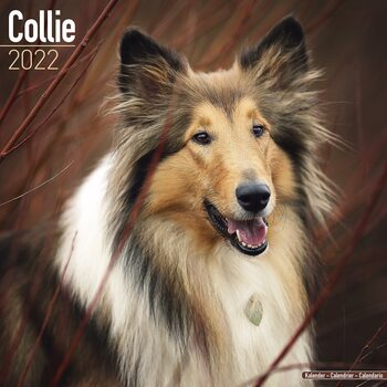 Календар 2027 Collie