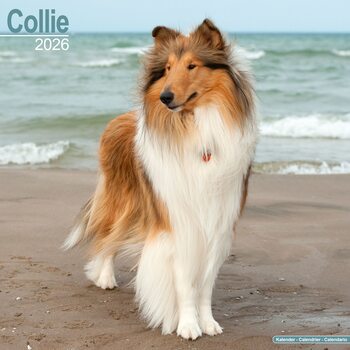Календар 2027 Collie