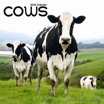 Календар 2027 Cows