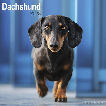 Календар 2027 Dachshund