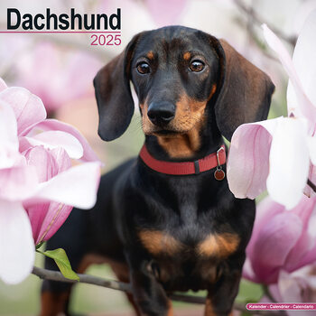 Календар 2027 Dachshund