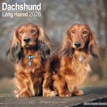 Календар 2027 Dachshund - Longhaired