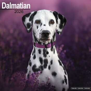 Календар 2027 Dalmatian