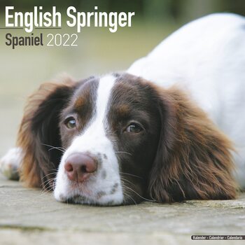 Календар 2027 Eng Springer Spaniel