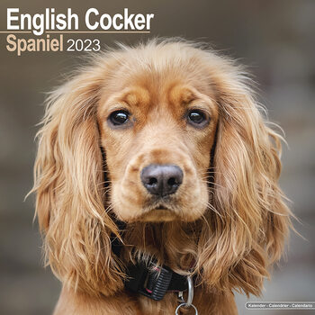 Календар 2027 English Cocker Spaniel