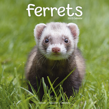 Календар 2027 Ferrets
