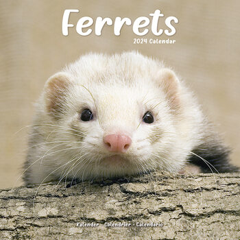 Календар 2027 Ferrets