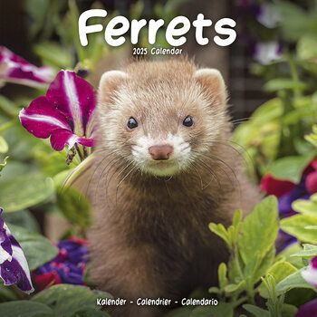 Календар 2027 Ferrets